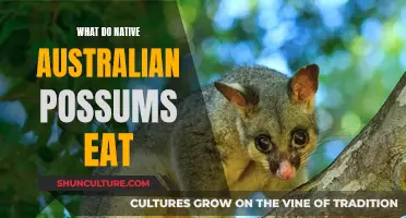 Australian Possums' Diet: What Do They Eat?