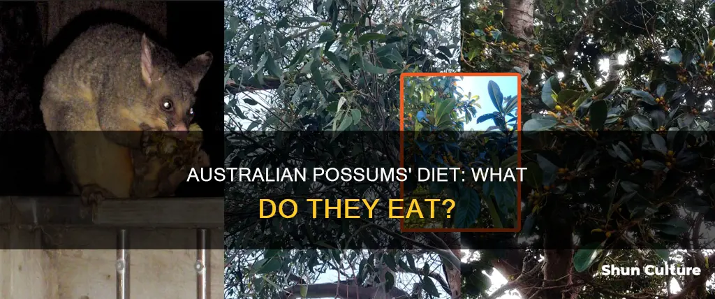 what do native australian possums eat
