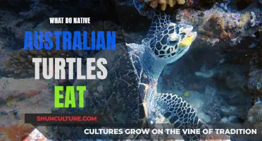 Turtles' Diet: Native Australian Species Food Preferences