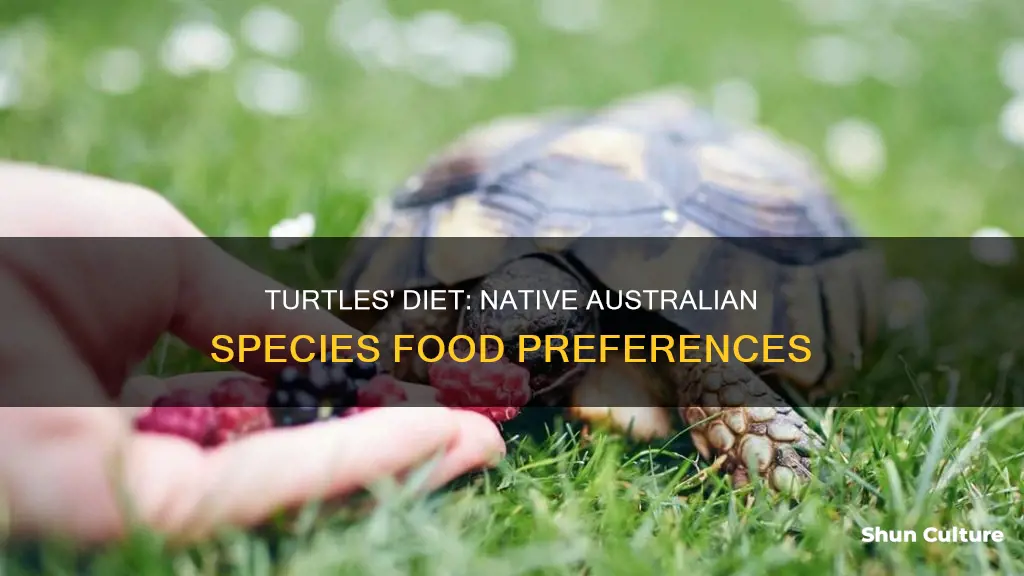 what do native australian turtles eat
