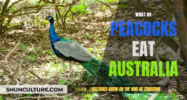 Peacock Diet Down Under: What Do They Eat in Australia?