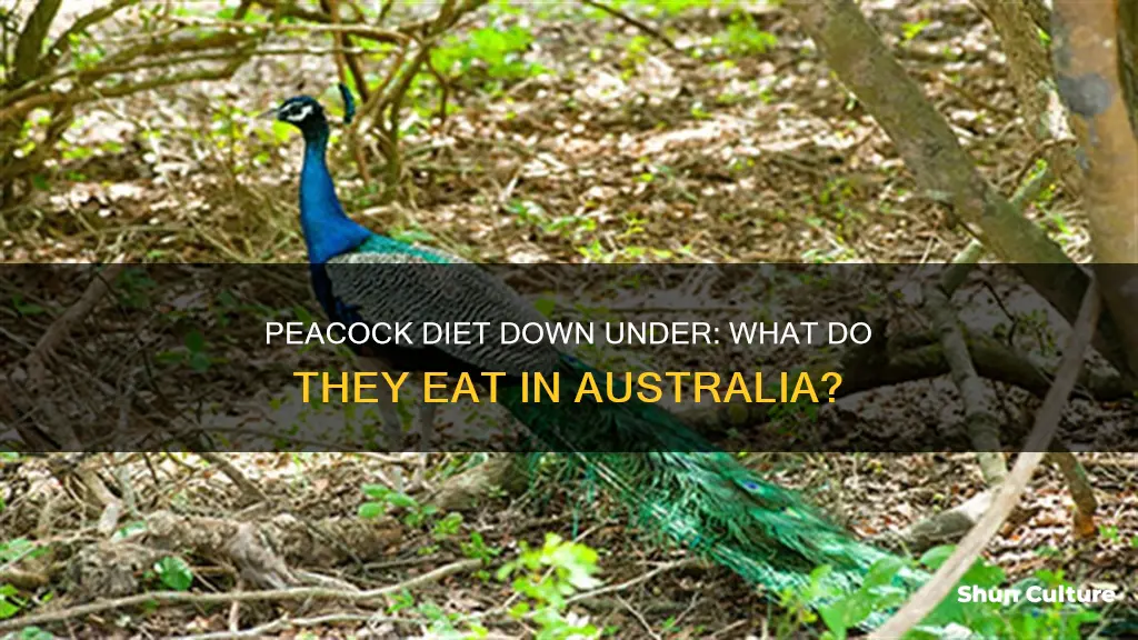 what do peacocks eat australia
