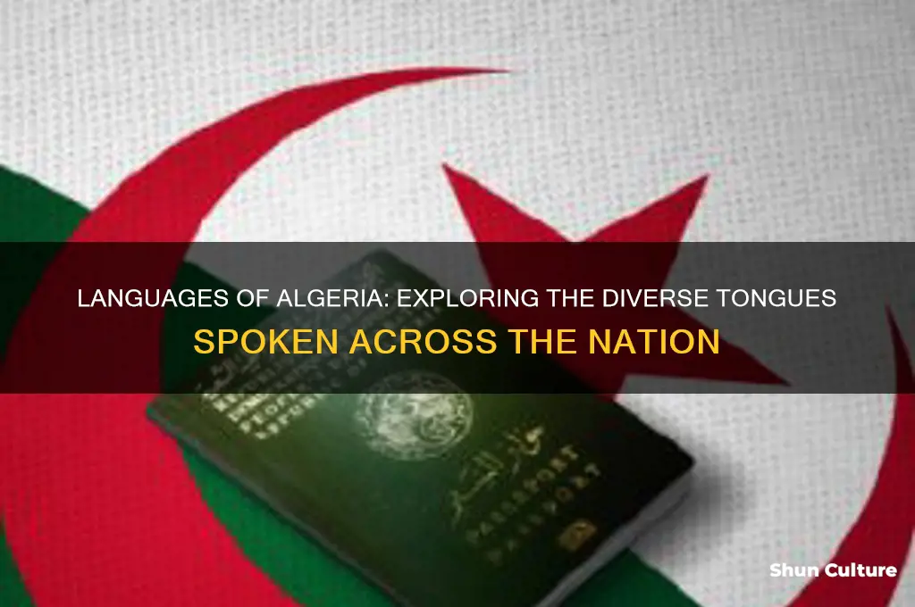 what do people speak in algeria