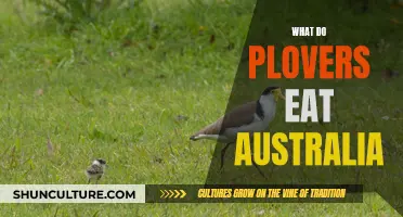 Plover Diet: What Do These Australian Birds Eat?