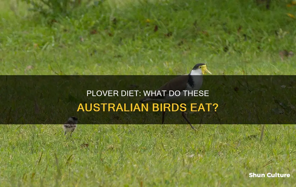 what do plovers eat australia