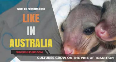 Australian Possums: Appearance and Features