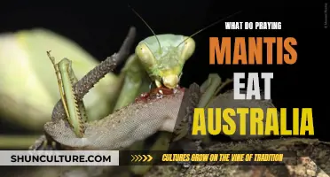 Praying Mantis Diet: Australia's Unique Insectivorous Delicacies