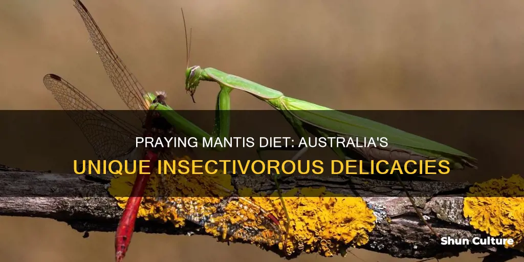 what do praying mantis eat australia