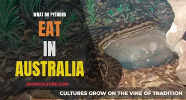Python Diet in Australia: What Do They Eat?