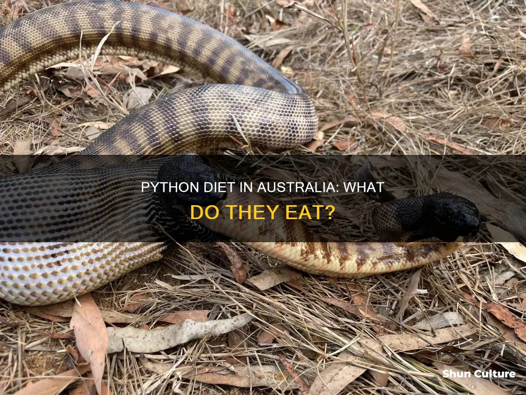 what do pythons eat in australia