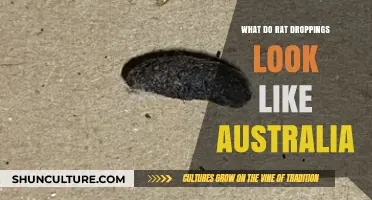 Rat Droppings: Identifying the Signs in Australia