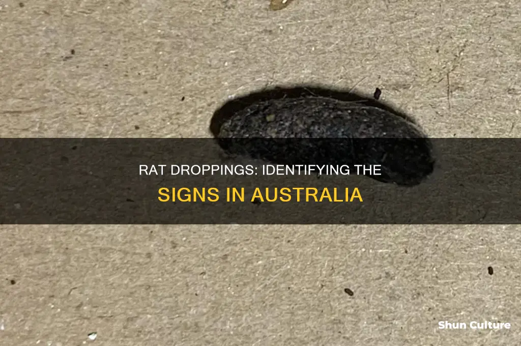 what do rat droppings look like australia