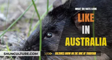 Rats in Australia: A Visual Guide