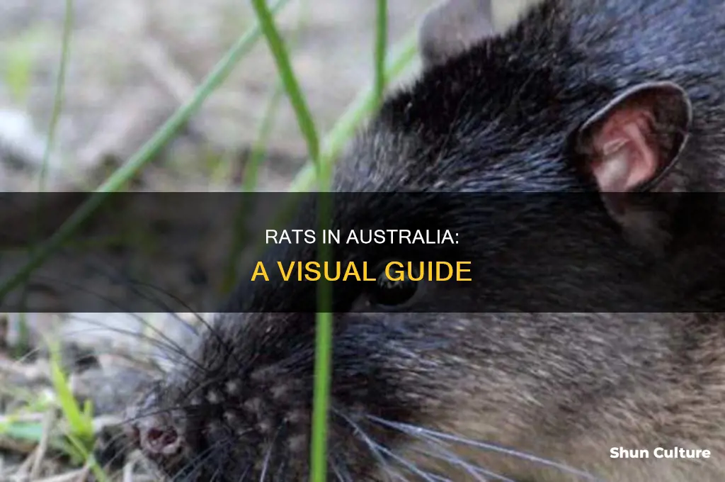 what do rats look like in australia