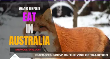 Red Fox Diet: Australian Edition