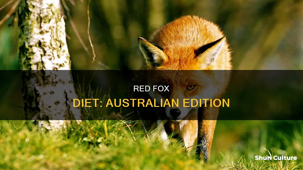 what do red foxes eat in australia