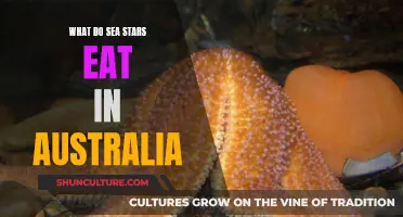 Sea Star Diet: Australian Edition