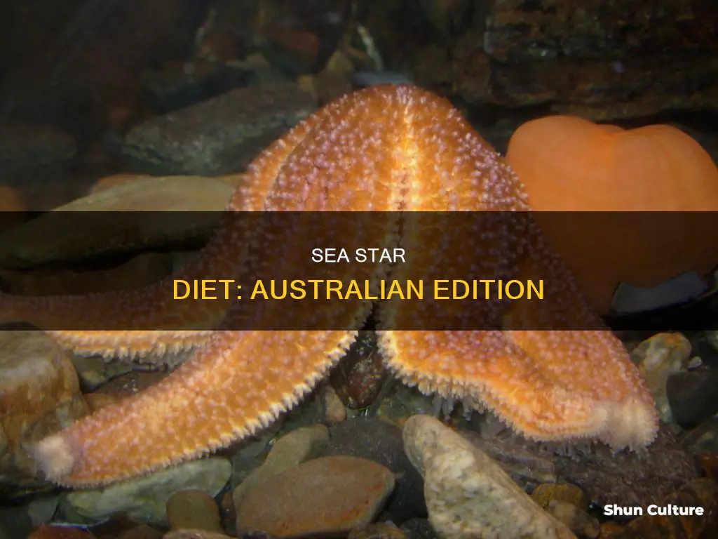 what do sea stars eat in australia