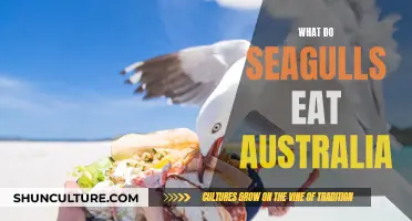 Seagulls' Diet in Australia: What Do They Eat?