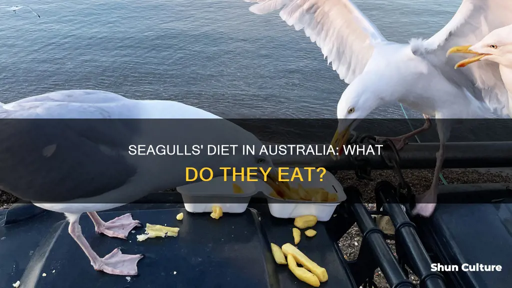 what do seagulls eat australia