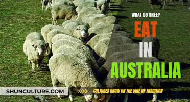 Sheep Diet in Australia: What Do They Eat?