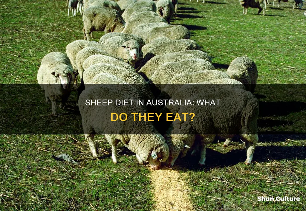 what do sheep eat in australia