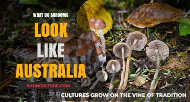 Shrooms in Australia: Identifying the Magic