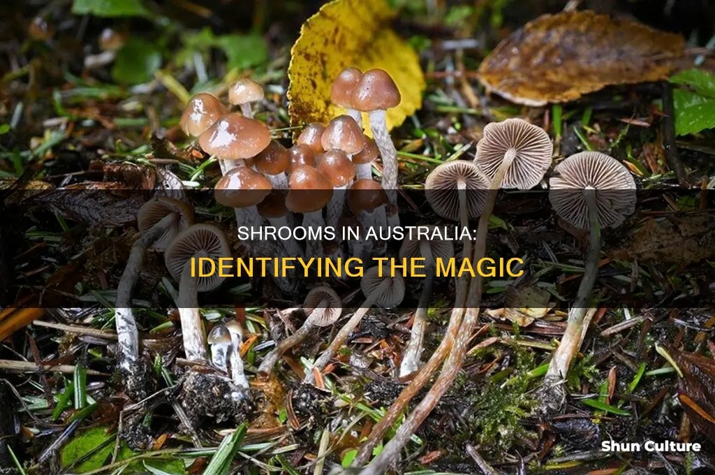 what do shrooms look like australia