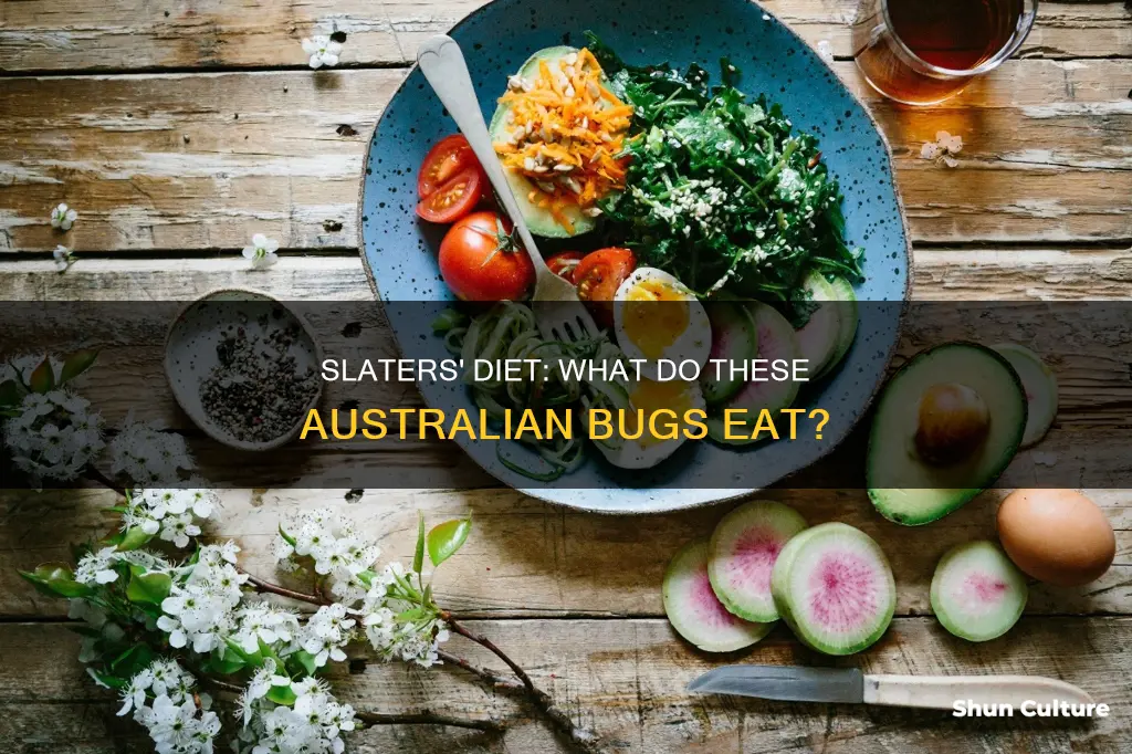 what do slaters eat australia