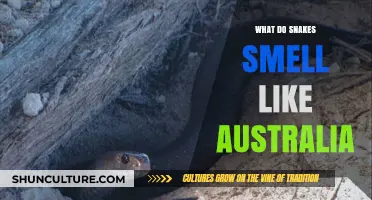 Snakes in Australia: What's That Smell?
