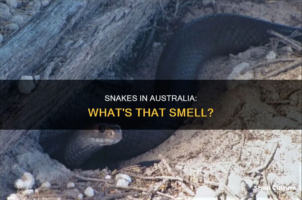 what do snakes smell like australia