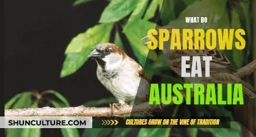 Sparrow Diet Down Under: What Do They Eat?