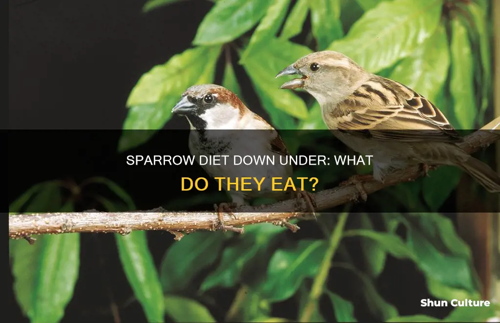 what do sparrows eat australia