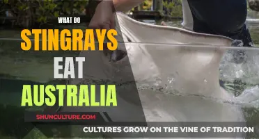Stingray Diet Down Under: What Do They Eat?