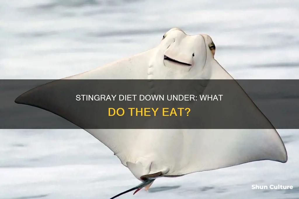 what do stingrays eat australia