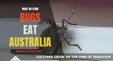 Stink Bugs' Diet: What They Eat in Australia