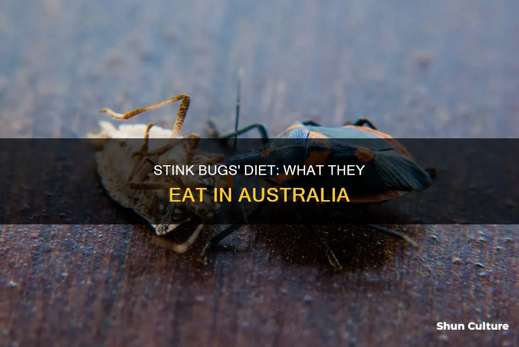 what do stink bugs eat australia