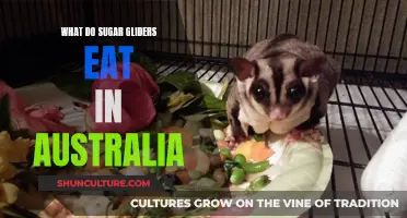 Sugar Gliders' Australian Diet: What Do They Eat?
