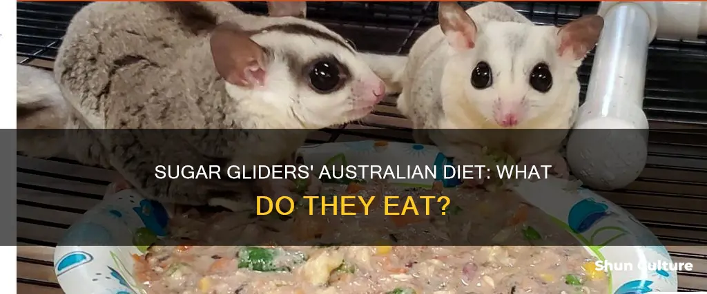 what do sugar gliders eat in australia