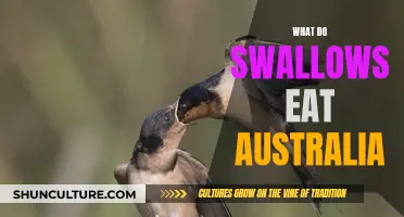 Swallows' Diet in Australia: What Do They Eat?