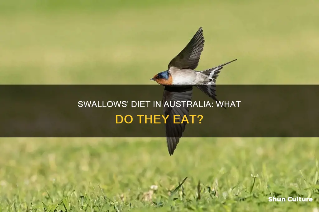 what do swallows eat australia