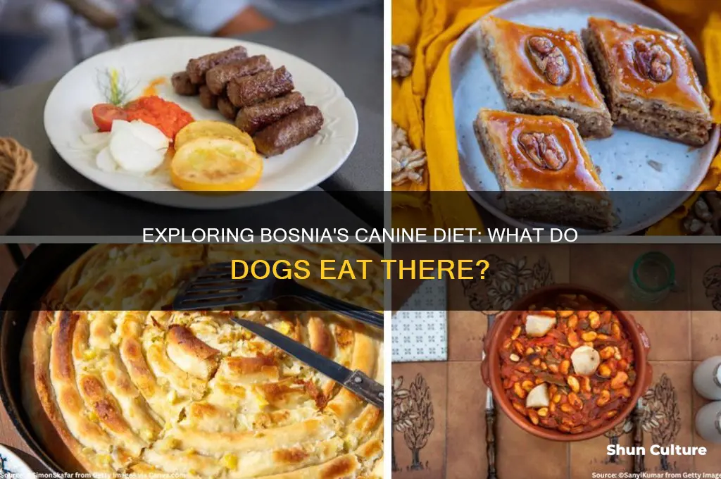 what do they feed dogs in bosnia