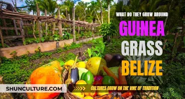 The Agricultural Haven of Guinea Grass, Belize