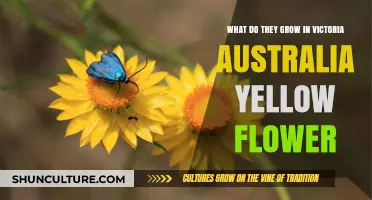 Victoria's Golden Flowers: What's Blooming in Australia?