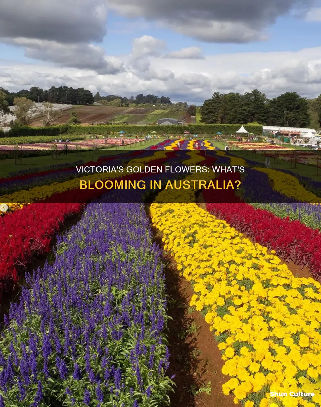 what do they grow in victoria australia yellow flower
