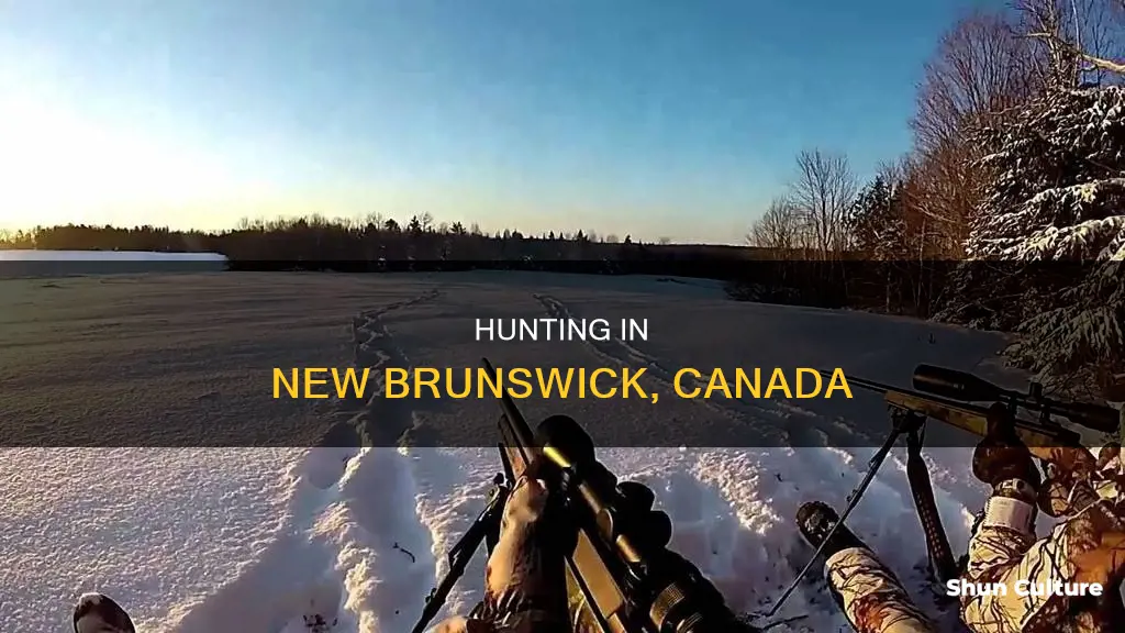 what do they hunt in new brunswick canada