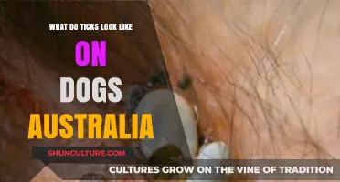 How to Spot Ticks on Your Dog in Australia