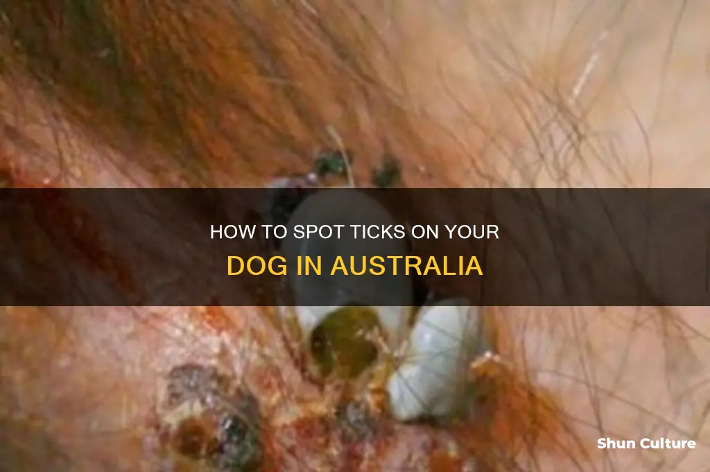 what do ticks look like on dogs australia