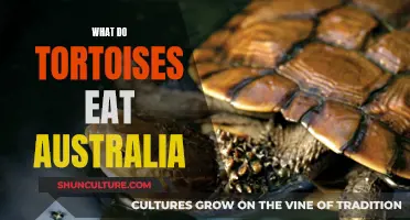 Tortoises' Diet in Australia: What Do They Eat?