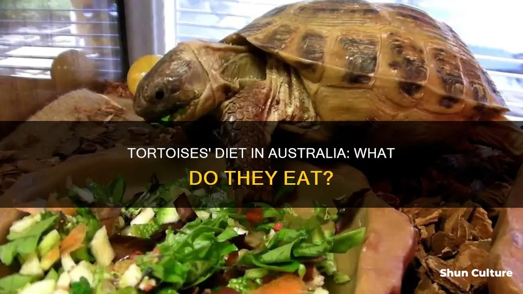what do tortoises eat australia